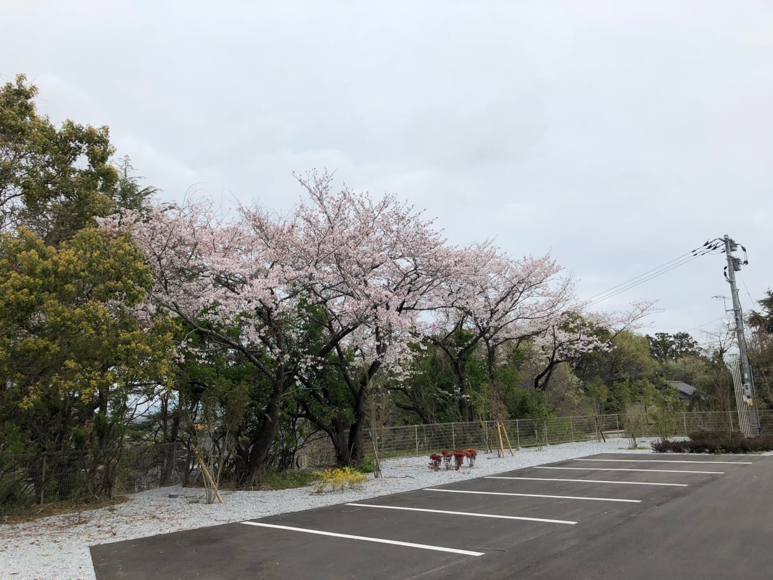 施設の外構・駐車場と季節の桜が咲く庭園